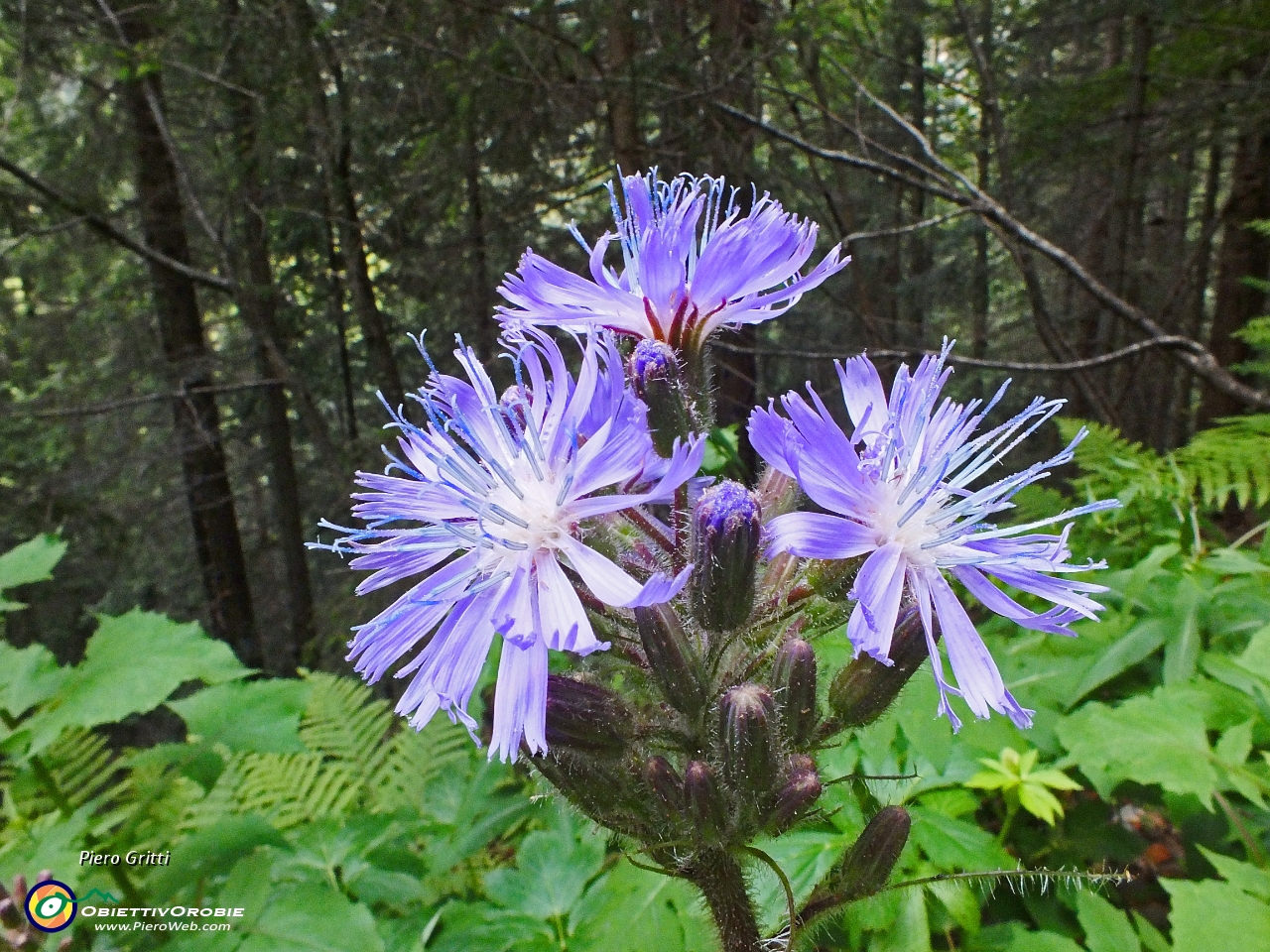 99 Bel fiore nella pineta.JPG